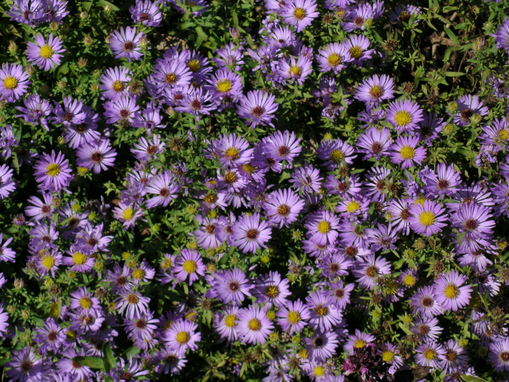 Aromatic Aster Powdermill Nature Reserve