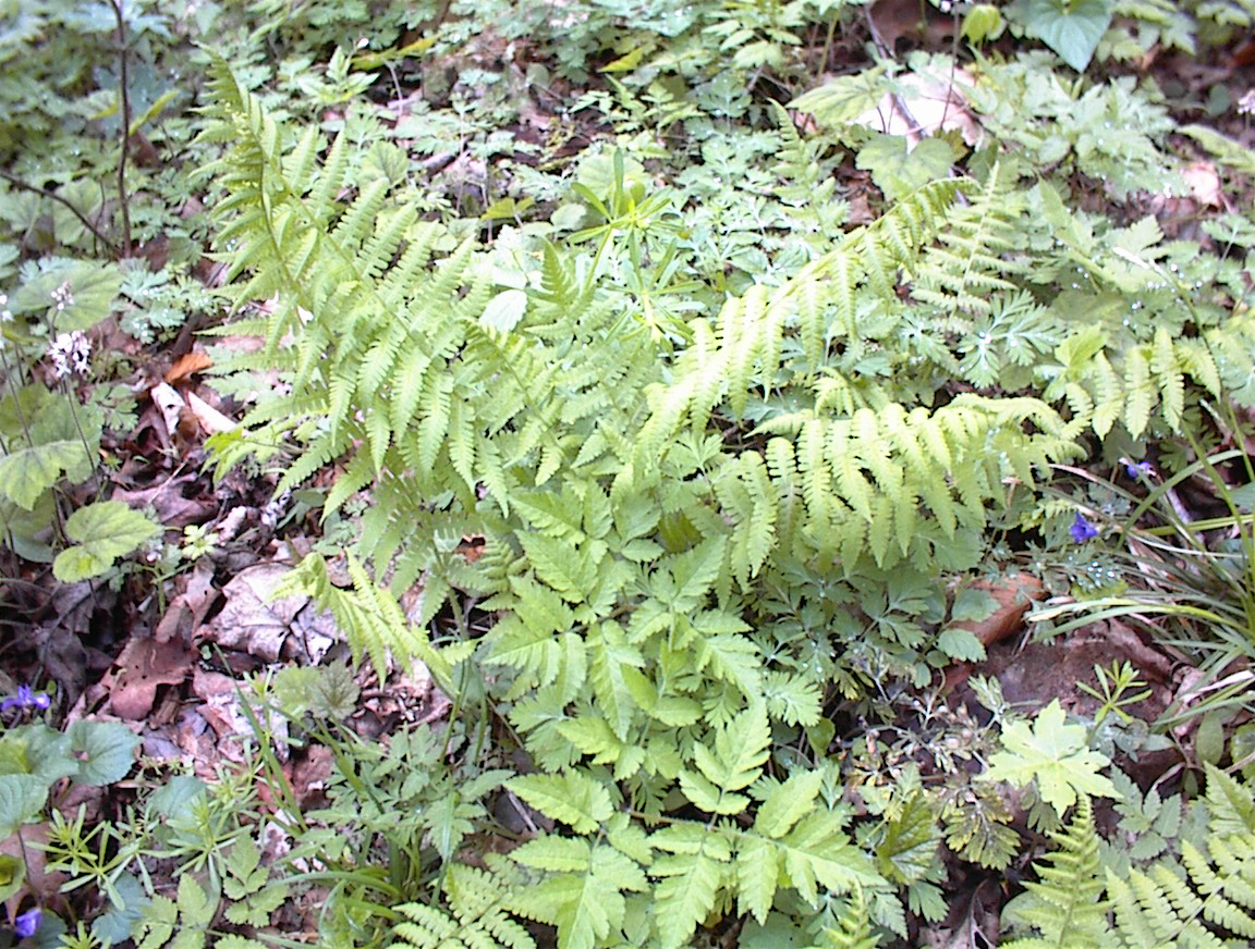 Silvery Spleenwort - Powdermill Nature Reserve