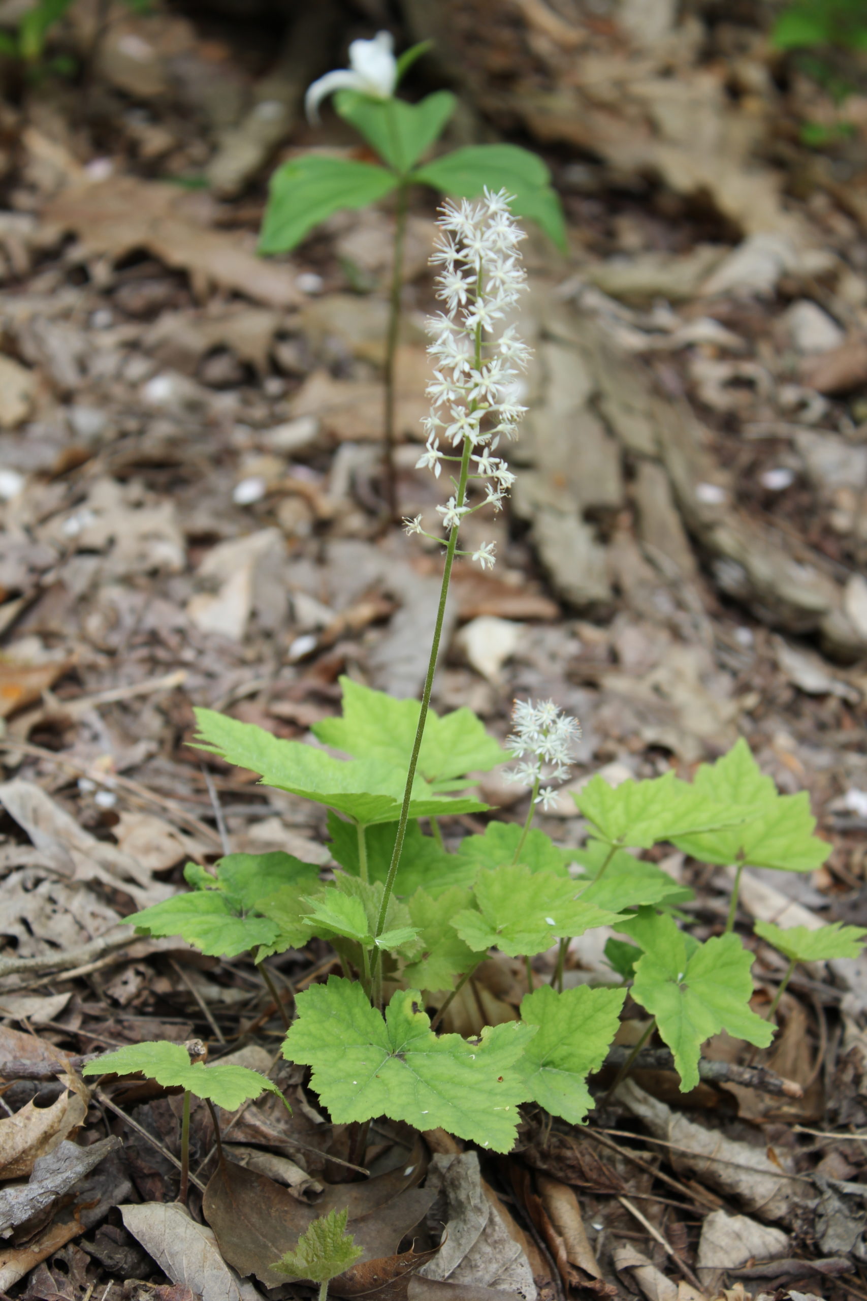 Foamflower Powdermill Nature Reserve