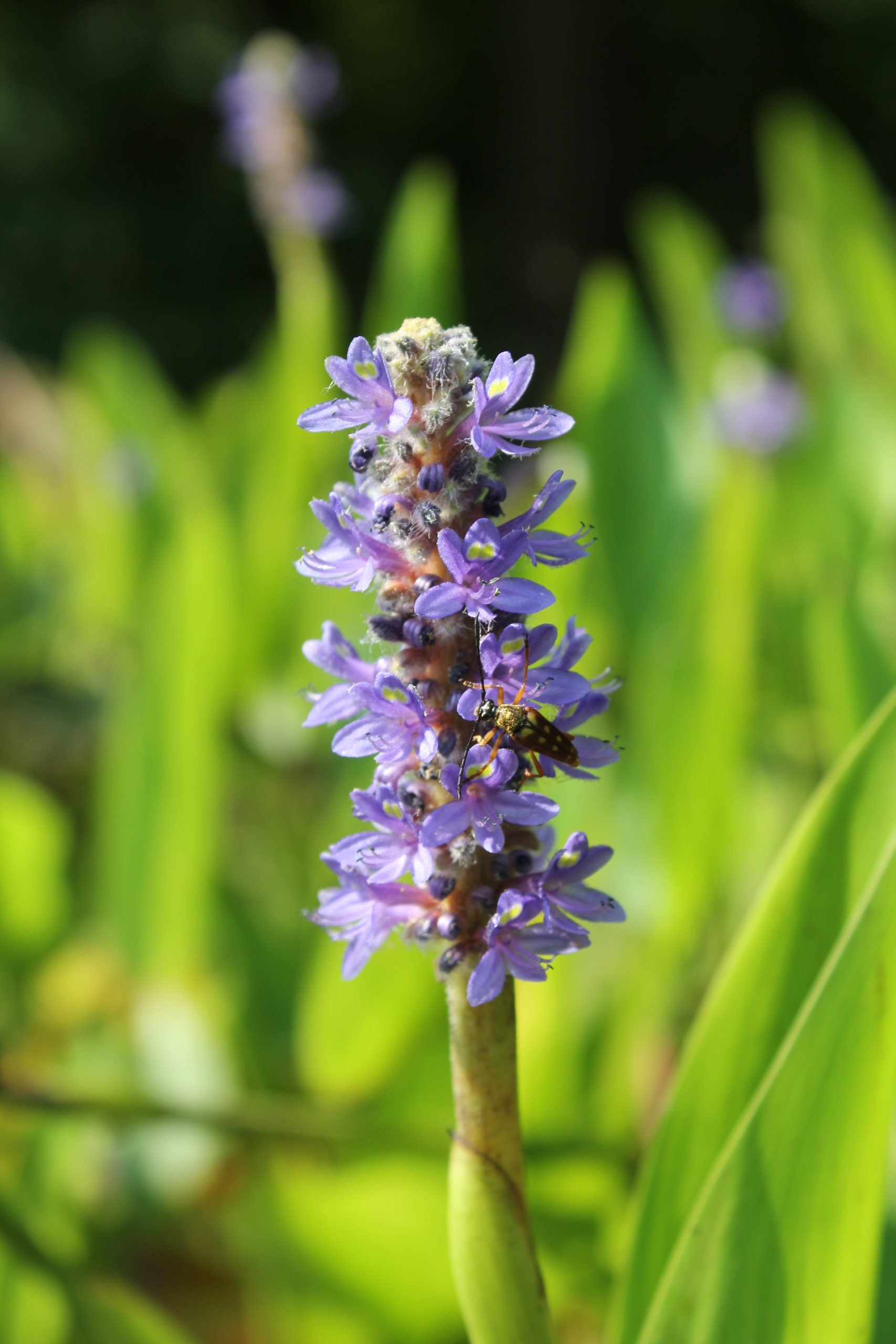 Pickerel Weed Powdermill Nature Reserve