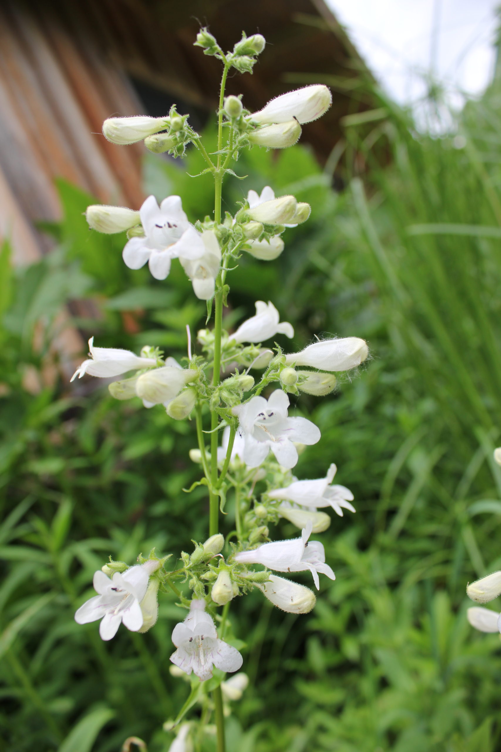 foxglove-beardtongue-powdermill-nature-reserve