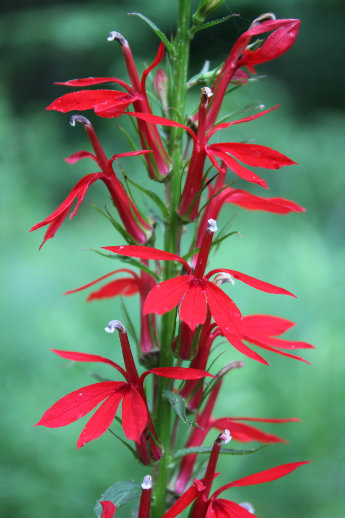 Cardinal Flower Powdermill Nature Reserve