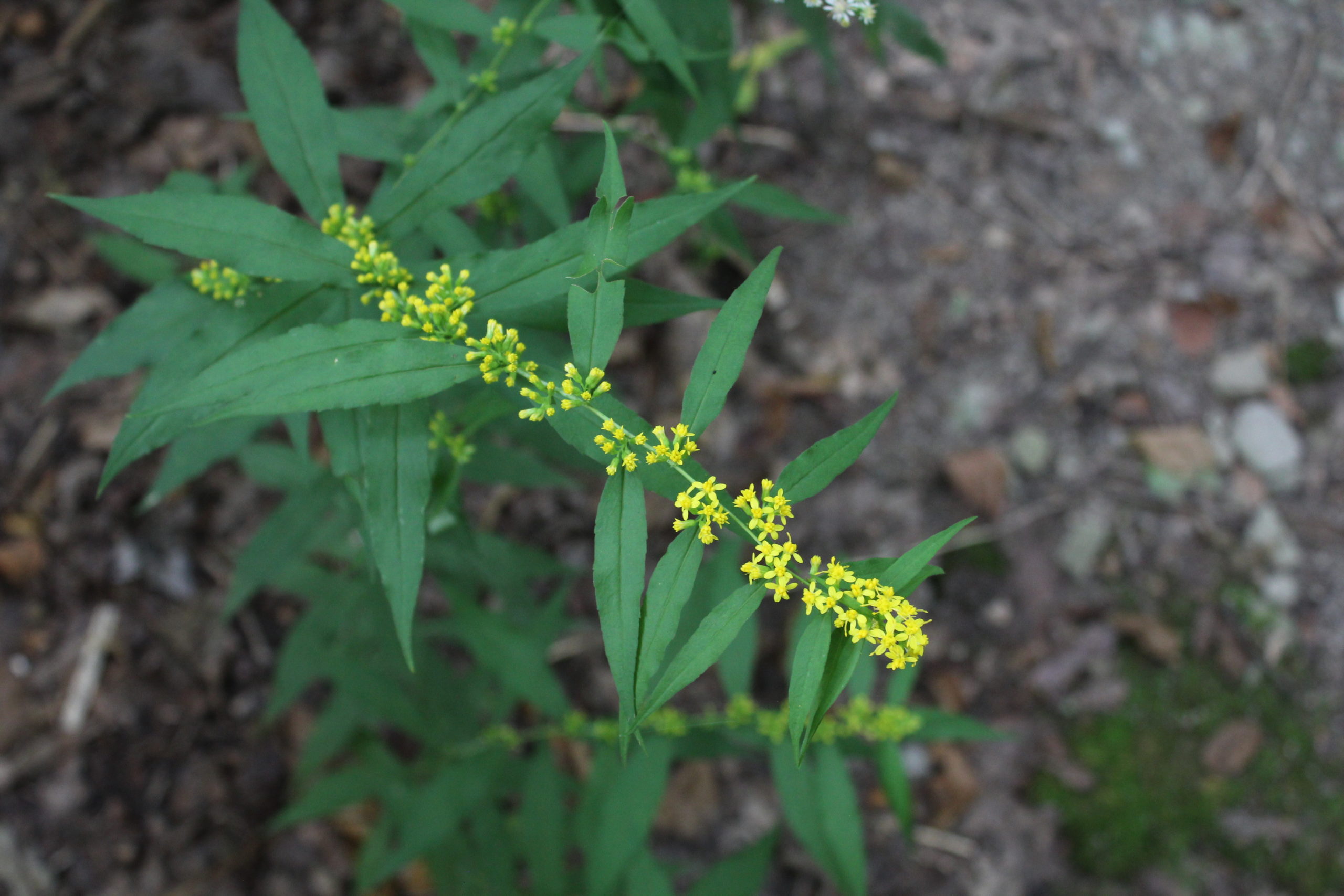 Wreath Goldenrod Powdermill Nature Reserve