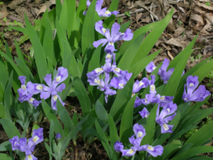 Iris cristata