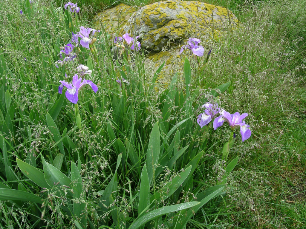 Blue Flag Iris Powdermill Nature Reserve