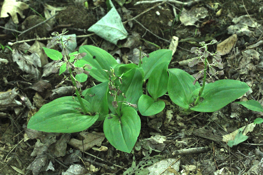 Large Twayblade Powdermill Nature Reserve
