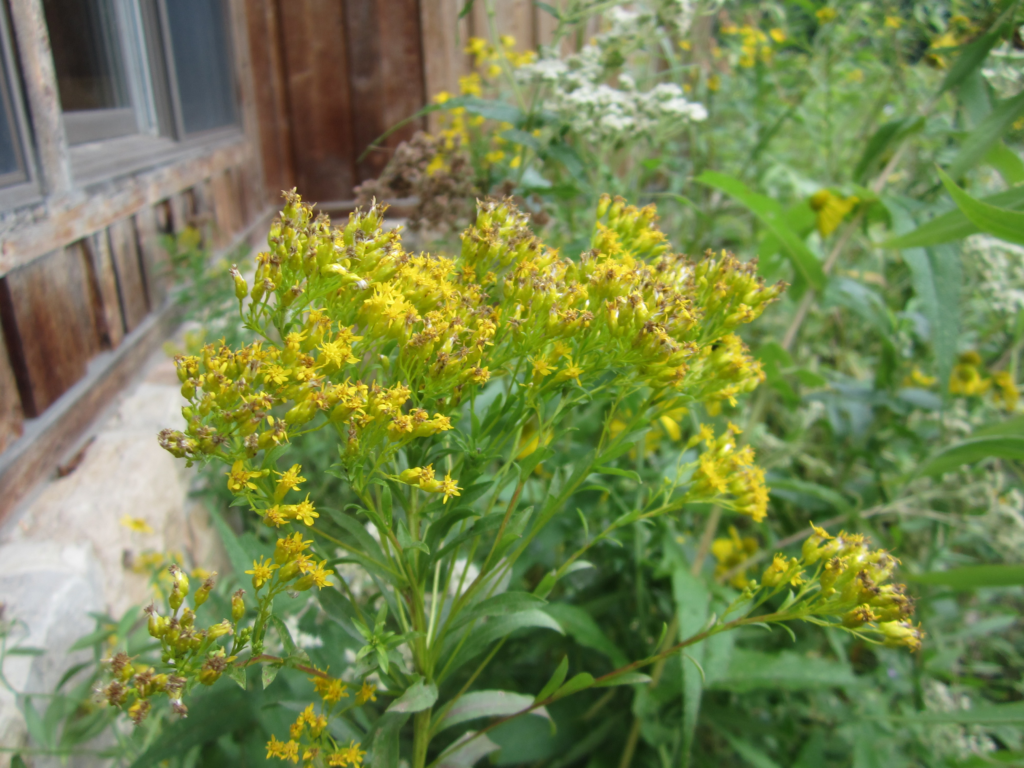 Ohio Goldenrod Powdermill Nature Reserve
