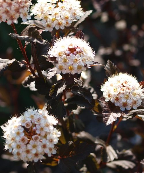 Ninebark - Powdermill Nature Reserve