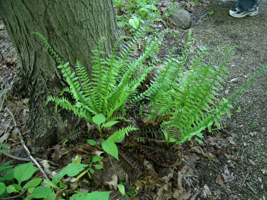 Christmas Fern Powdermill Nature Reserve