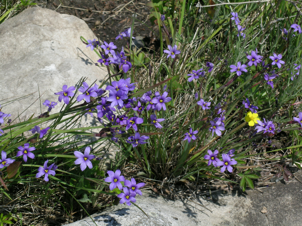 Blueeyed Grass Powdermill Nature Reserve