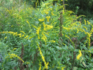 Wreath Goldenrod growing in the forest