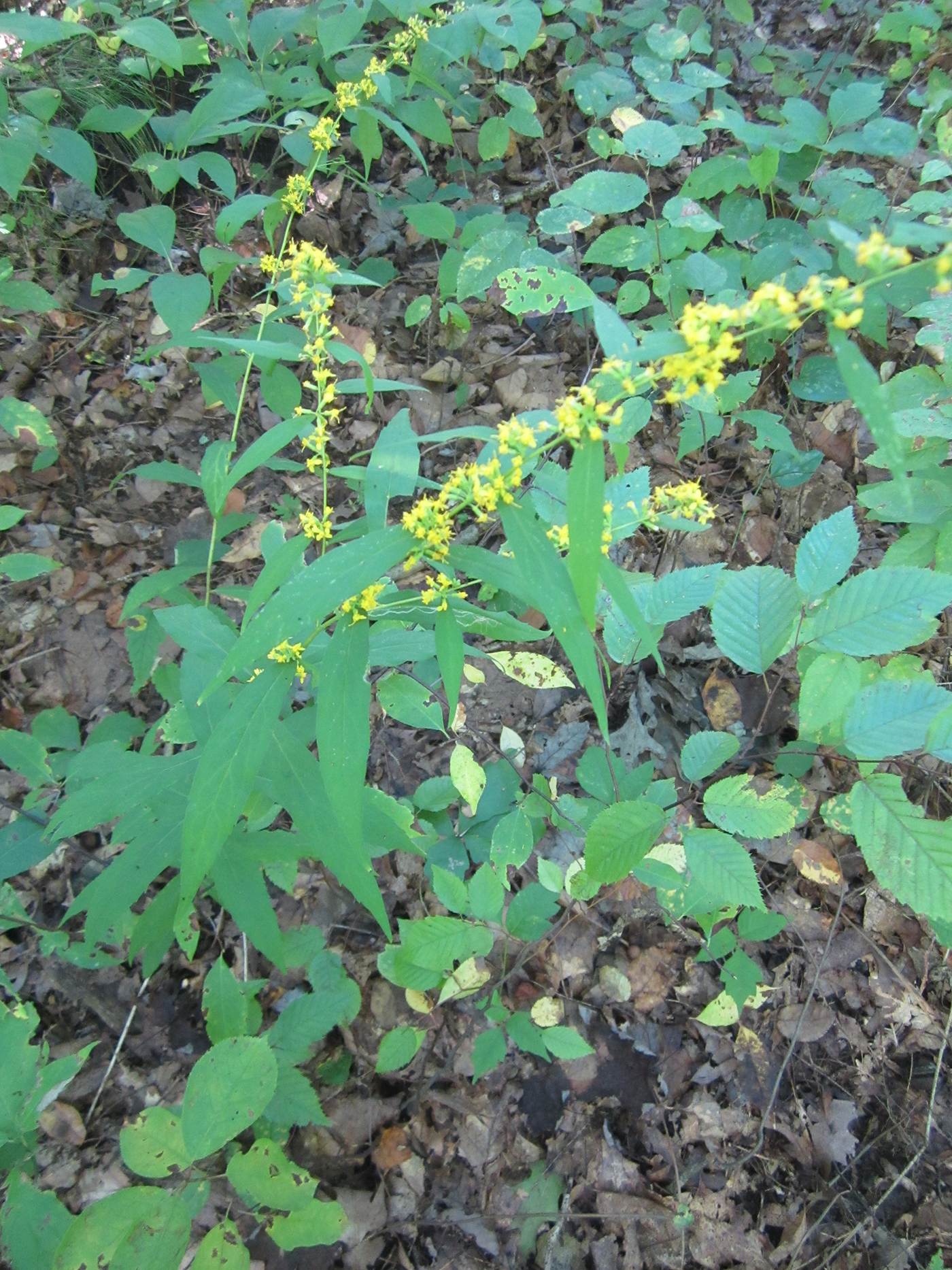 Wreath Goldenrod Powdermill Nature Reserve