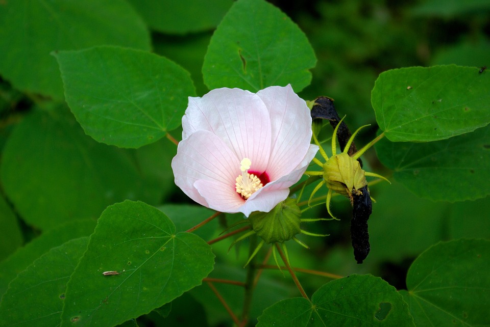 Swamp Rose Mallow Powdermill Nature Reserve
